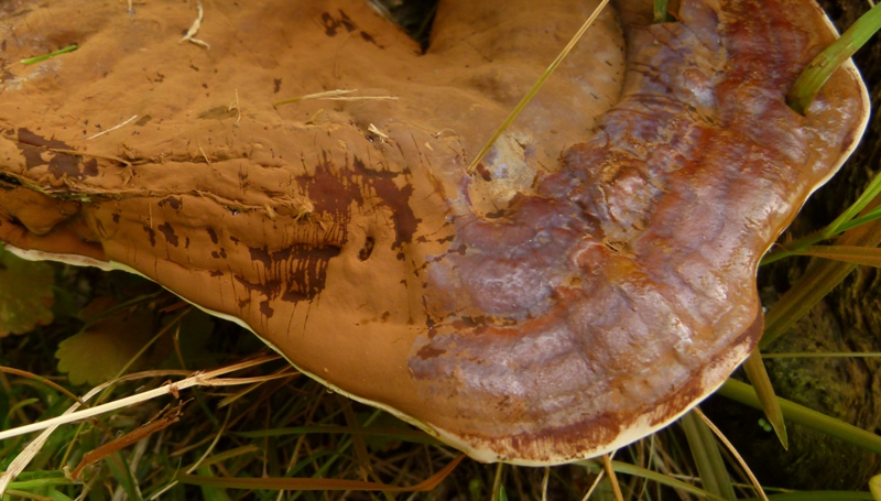 strano Ganoderma parte due